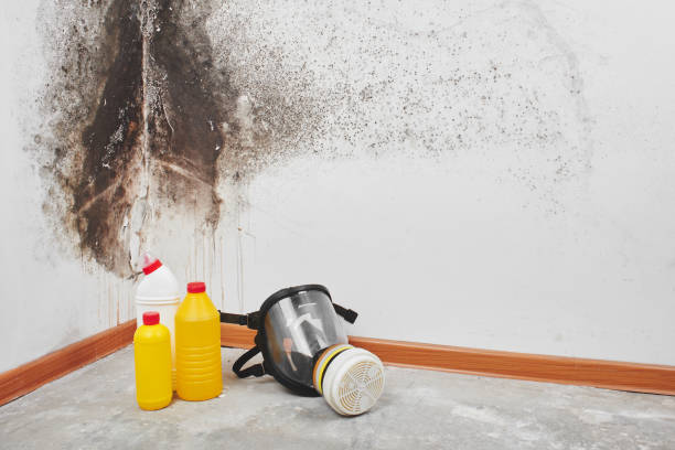 Best Emergency Mold Remediation in Crest, CA