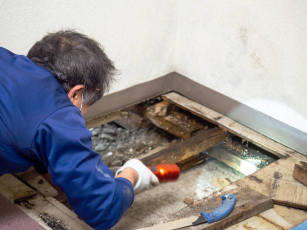  Crest, CA Mold Removal Pros