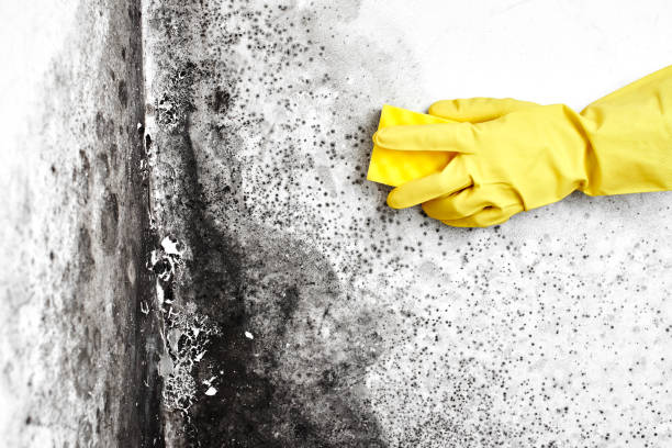 Best Mold Testing and Inspection Services in Crest, CA