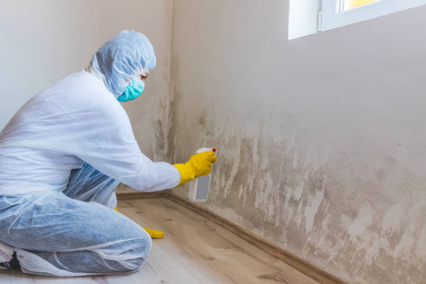 Best Industrial Mold Remediation in Crest, CA