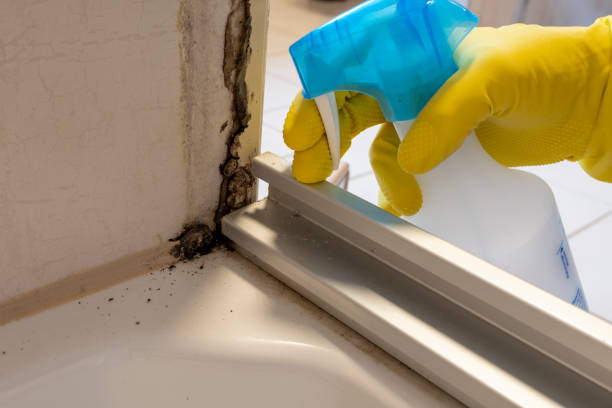 Best Black Mold Remediation in Crest, CA