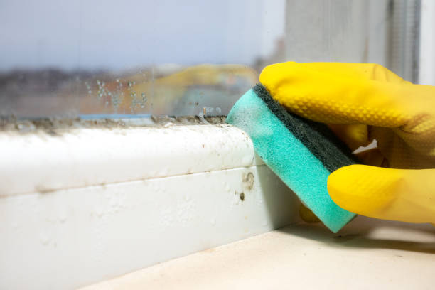 Best White Mold Remediation in Crest, CA