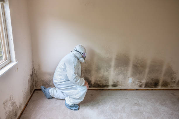 Best Kitchen Mold Remediation in Crest, CA