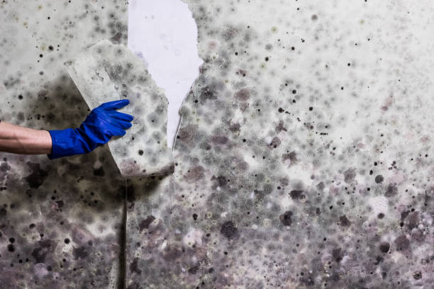 Best Localized Mold Remediation (e.g., coastal areas, humid climates) in Crest, CA