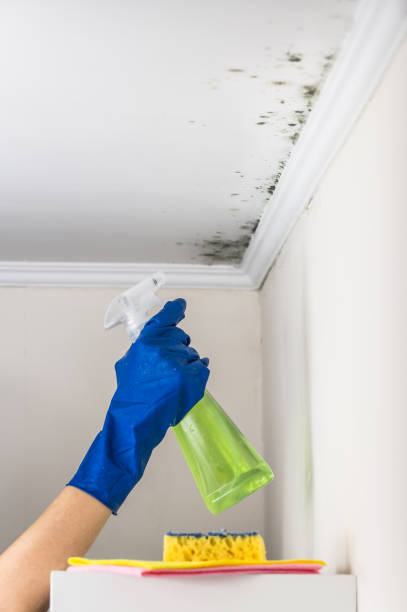 Best Residential Mold Remediation in Crest, CA