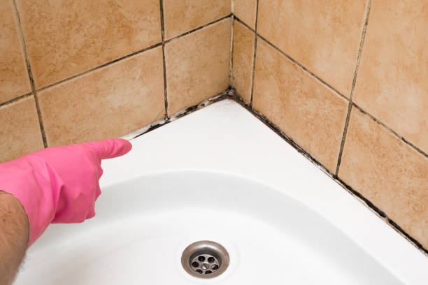 Best Crawl Space Mold Remediation in Crest, CA