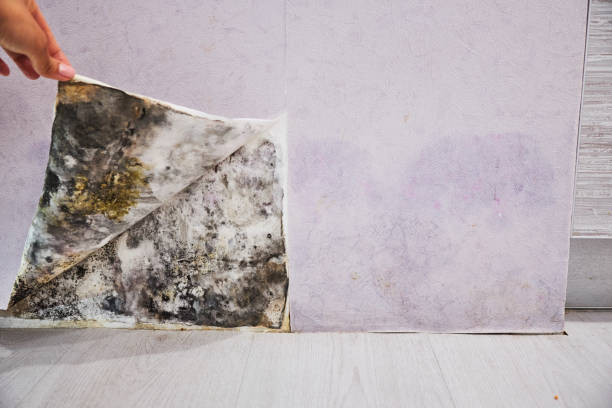 Best Health and Safety Mold Remediation in Crest, CA